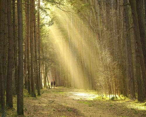 A view of a peaceful morning walk in an Indian city park